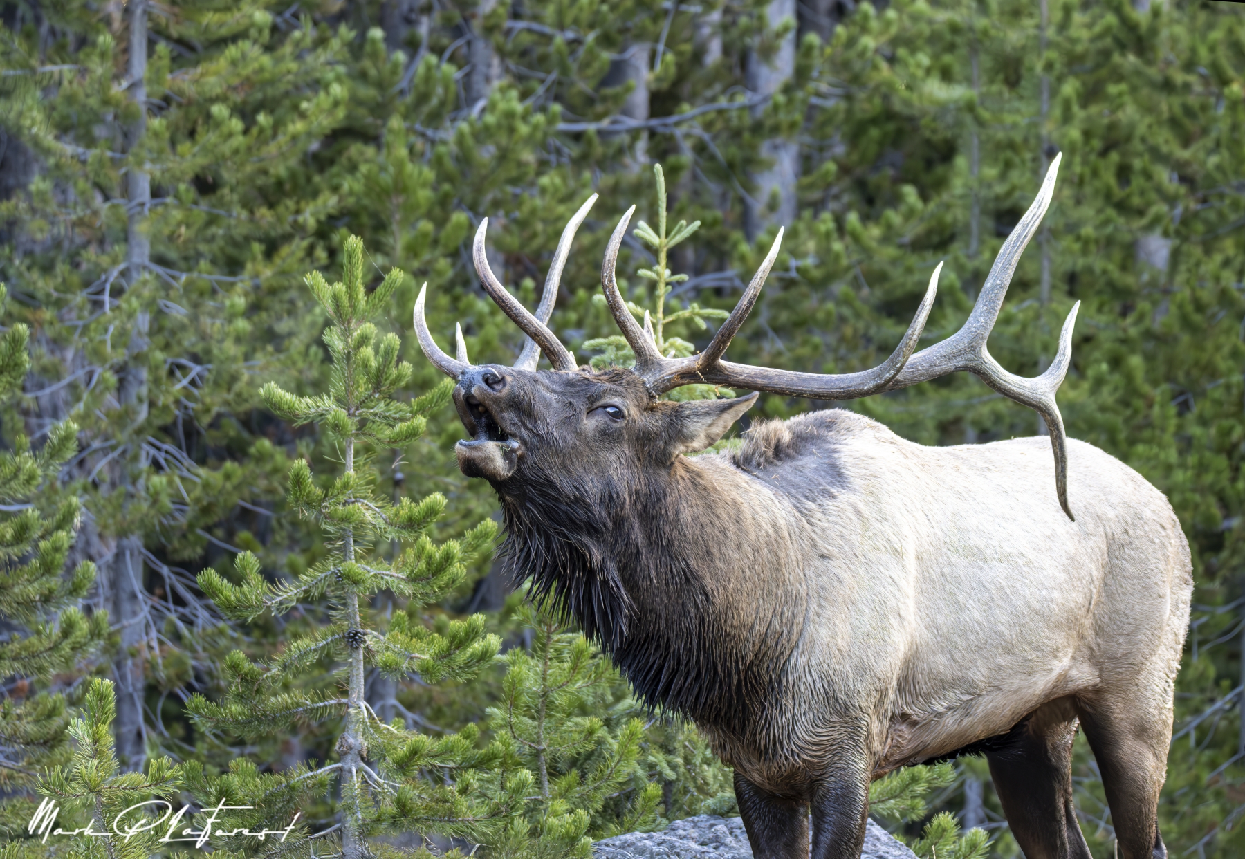 /gallery/north_america/USA/Wyoming/yellowstone/Bull Elk Yellowstone NP Sept 2024-025_med.jpg